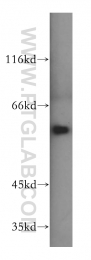 16160-1-AP - HDAC1