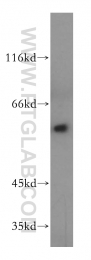 16160-1-AP - HDAC1