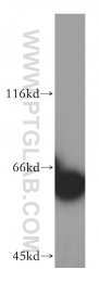 16160-1-AP - HDAC1