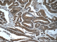 24913-1-AP - HDAC10