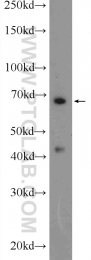 24913-1-AP - HDAC10