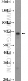 24913-1-AP - HDAC10