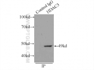 10255-1-AP - HDAC3