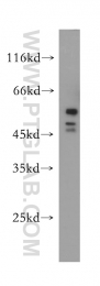 10255-1-AP - HDAC3