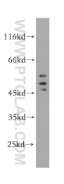 10255-1-AP - HDAC3