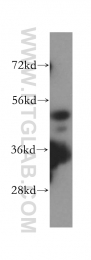 16164-1-AP - HDAC3
