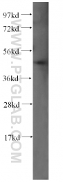 16164-1-AP - HDAC3
