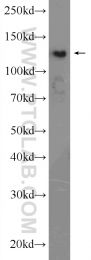 16165-1-AP - HDAC4