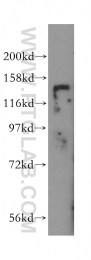 16165-1-AP - HDAC4