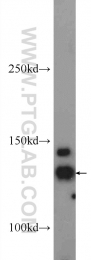 16166-1-AP - HDAC5