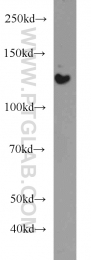 16166-1-AP - HDAC5
