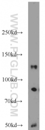 16166-1-AP - HDAC5