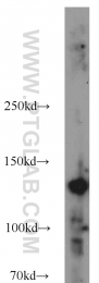 16166-1-AP - HDAC5
