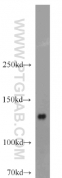 16166-1-AP - HDAC5