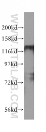 16166-1-AP - HDAC5