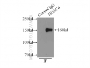 12834-1-AP - HDAC6