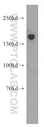 12834-1-AP - HDAC6