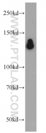 16167-1-AP - HDAC6
