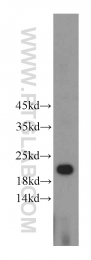 21091-1-AP - HDDC3
