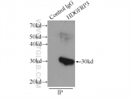 12380-1-AP - HDGFRP3