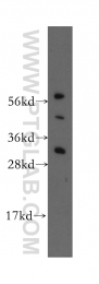12380-1-AP - HDGFRP3