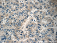 16842-1-AP - Heme-binding protein 1 / HEBP1