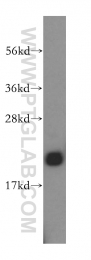 16842-1-AP - Heme-binding protein 1 / HEBP1