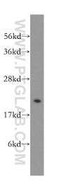 16842-1-AP - Heme-binding protein 1 / HEBP1