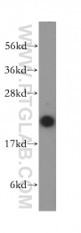16842-1-AP - Heme-binding protein 1 / HEBP1