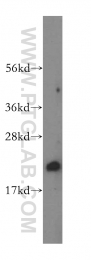 16842-1-AP - Heme-binding protein 1 / HEBP1