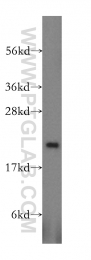 16842-1-AP - Heme-binding protein 1 / HEBP1