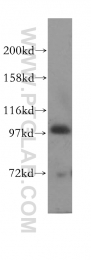 11487-1-AP - HECTD3