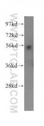 11317-1-AP - Beta-hexosaminidase alpha / HEXA