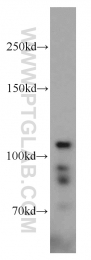 10390-1-AP - HGS / HRS