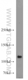 10390-1-AP - HGS / HRS
