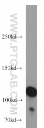 10390-1-AP - HGS / HRS