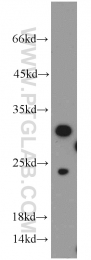 15446-1-AP - Histone H1.2