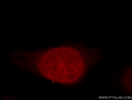 19649-1-AP - Histone H1.2