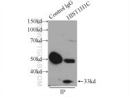 19649-1-AP - Histone H1.2