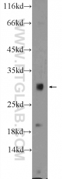 18188-1-AP - Histone H1t