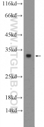 18188-1-AP - Histone H1t