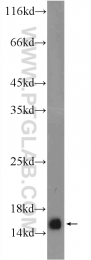 15302-1-AP - Histone H2A type 2-A