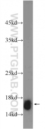 15302-1-AP - Histone H2A type 2-A