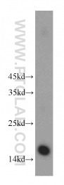 10445-1-AP - Histone H2A type 3