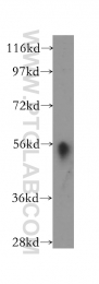 11838-1-AP - HLA class II DM alpha / HLA-DMA