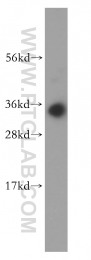 14597-1-AP - HMGB2 / HMG2
