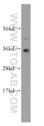 14597-1-AP - HMGB2 / HMG2