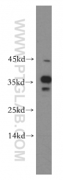 14597-1-AP - HMGB2 / HMG2