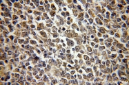 15605-1-AP - HMGB2 / HMG2