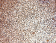 15605-1-AP - HMGB2 / HMG2
